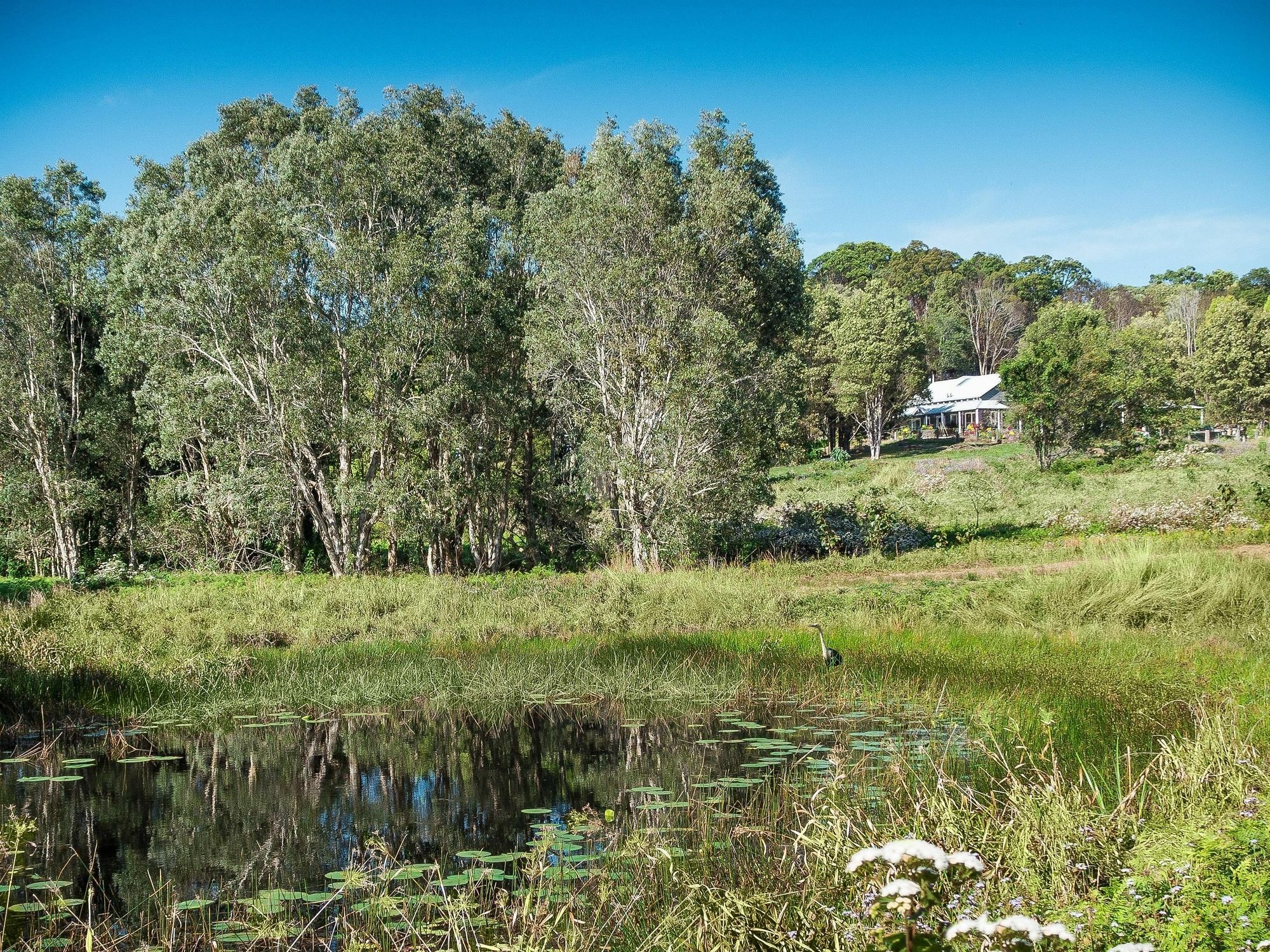 Bed and Breakfast Abelia House à Byron Bay Extérieur photo